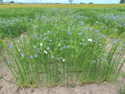 Click for 1 image(s) for this accession.